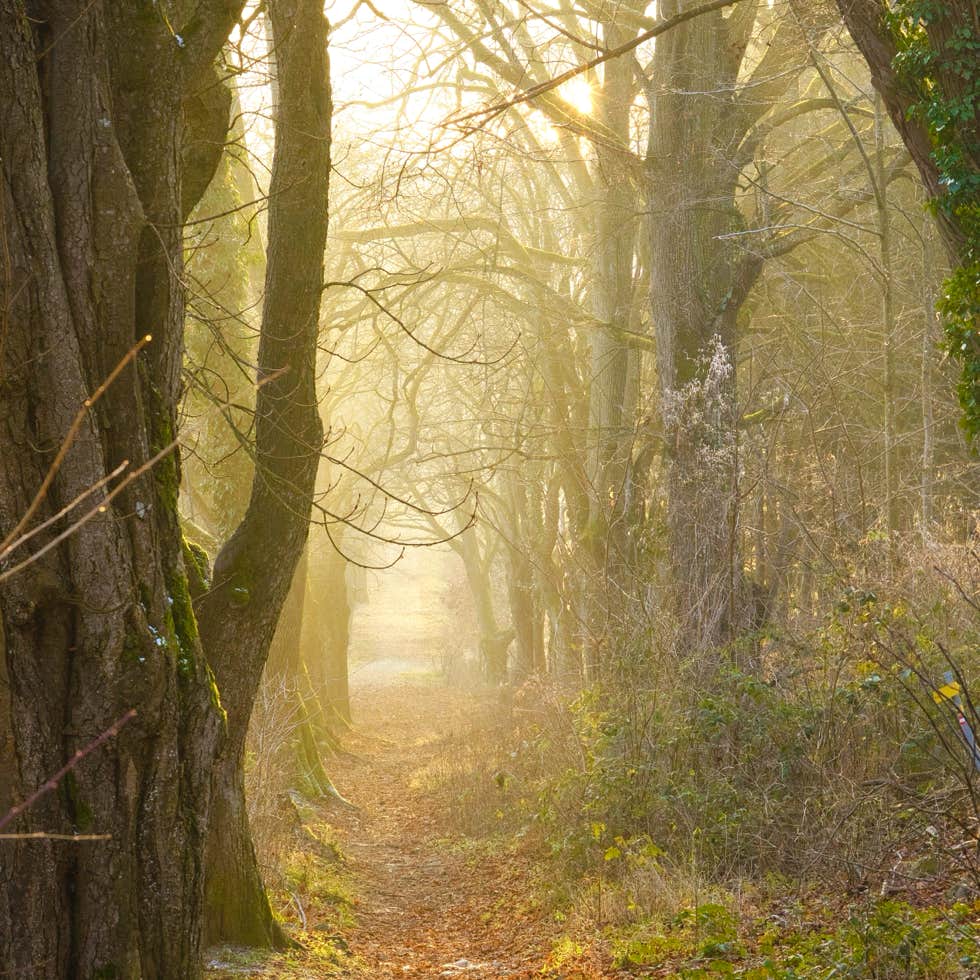 Wald in der Nähe von Marbach an der Donau, Melk