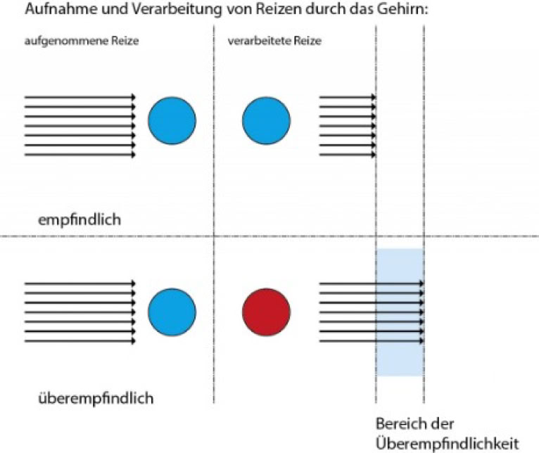 Ein Erklärungsmodell für die Überreizbarkeit von HSP Personen